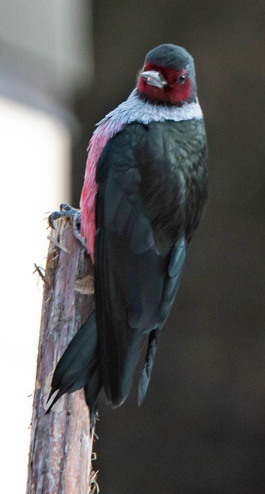 Lewis's woodpecker